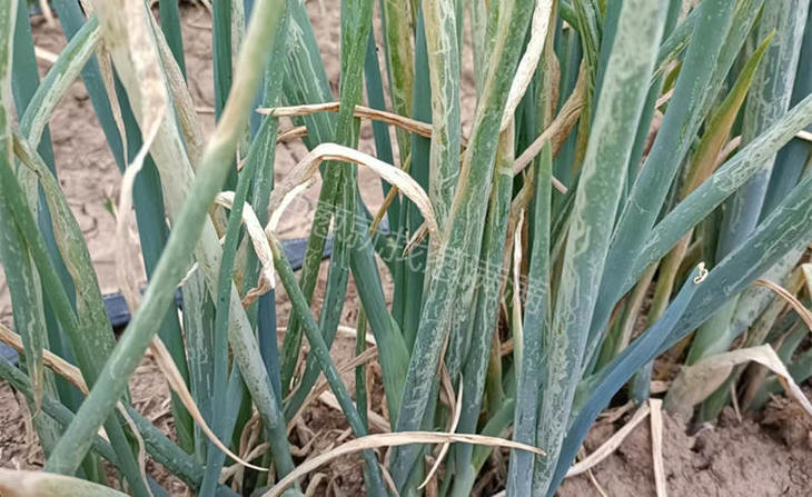 蓟马斑潜蝇同时发生