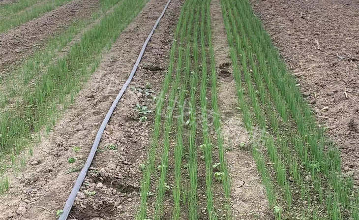 葱苗出苗实拍