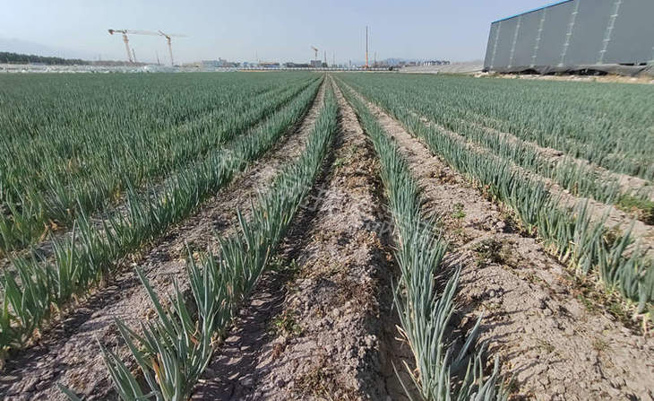 大葱种植葱田