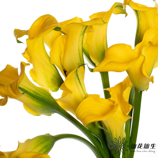 丽江马蹄莲 ｜ 变异黄【轻微压伤不售后，介意慎拍】 商品图2