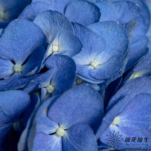 绣球 | 深蓝 商品图1