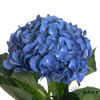 绣球 | 深蓝 商品缩略图5