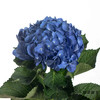 绣球 | 深蓝 商品缩略图2