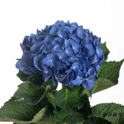 绣球 | 深蓝 商品图2