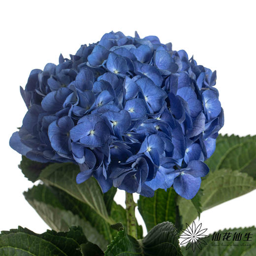 绣球 | 深蓝 商品图4