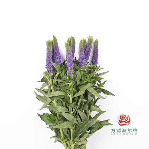 鼠尾草 紫色 商品图0