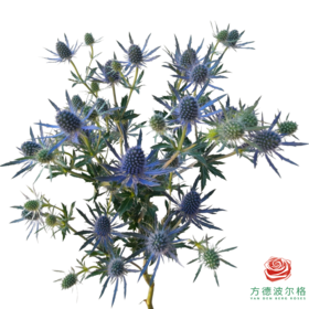 刺芹  蓝珊瑚 （长度40-60cm）