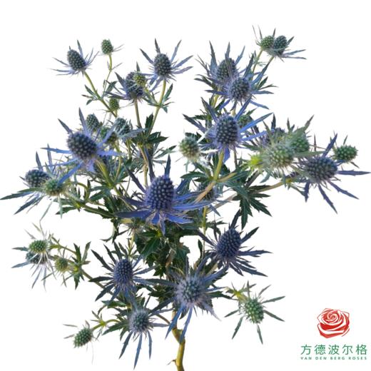 刺芹  蓝珊瑚 （长度40-60cm） 商品图0