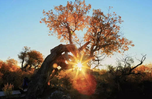 哈密大海道无人区（沙漠雅丹+星空）、伊吾古老胡杨林金秋8天摄影团 商品图1