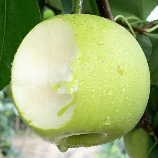 【 个个爆汁 砀山青梨】新鲜水果 砀山梨当季梨子  整箱包邮 青皮梨！xsg3 商品图0