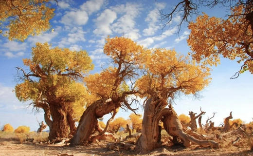 哈密大海道无人区（沙漠雅丹+星空）、伊吾古老胡杨林金秋8天摄影团 商品图2