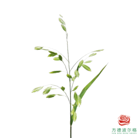 小盼草