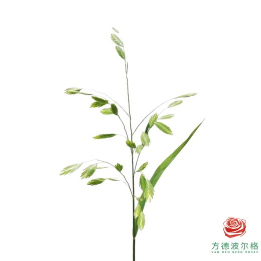 小盼草 商品图0