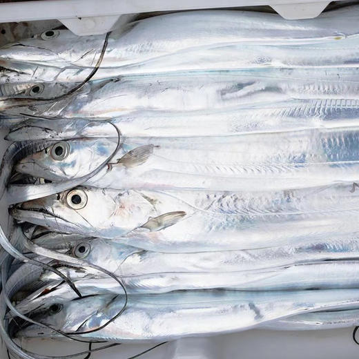 【下单后48小时发货】浙江 舟山海钓带鱼 大带3斤装左右（约4-5条）肉多刺少，肉质紧实，味道鲜嫩。海钓带鱼有的有鱼钩，在鱼鳃或者是鱼腹内。带鱼牙齿也特别锋利！大家清理的时候千万要小心的哦。 商品图8