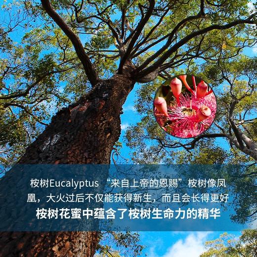 Karibee可瑞比 桉树蜂蜜20+ 商品图5