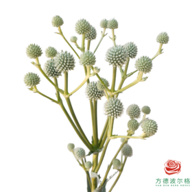 刺芹 绿绒球