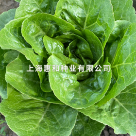 [专业种子] “甜心罗曼”生菜种子（原甜心罗马）