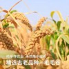 敖汉有机小米 商品缩略图4