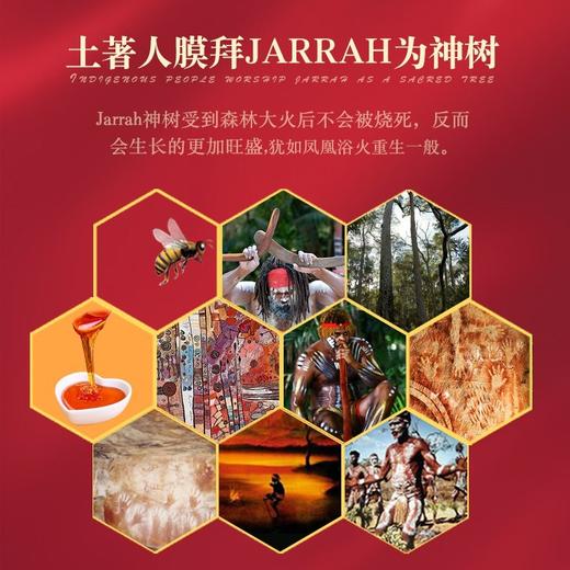 Karibee可瑞比 红柳桉树蜂蜜 25+ 250g 商品图6
