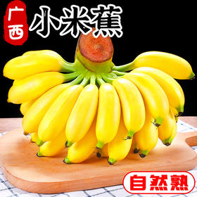【网红小米蕉 】香蕉新鲜小米蕉香蕉水果包邮 香甜可口 xsg13
