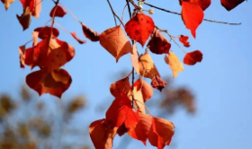  罗田九资河赏红叶品特色吊锅一日游（含餐）158/人（集采联系文末电话） 