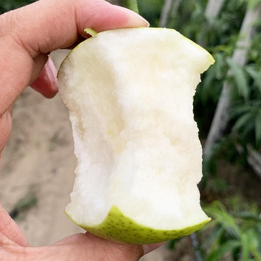 【 个个爆汁 砀山青梨】新鲜水果 砀山梨当季梨子  整箱包邮 青皮梨！xsg3 商品图1