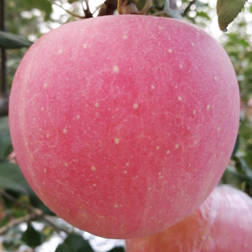 【红富士苹果】一口爆汁咔嚓脆 甜蜜好吃 当季新鲜水果 xsg1 商品图1