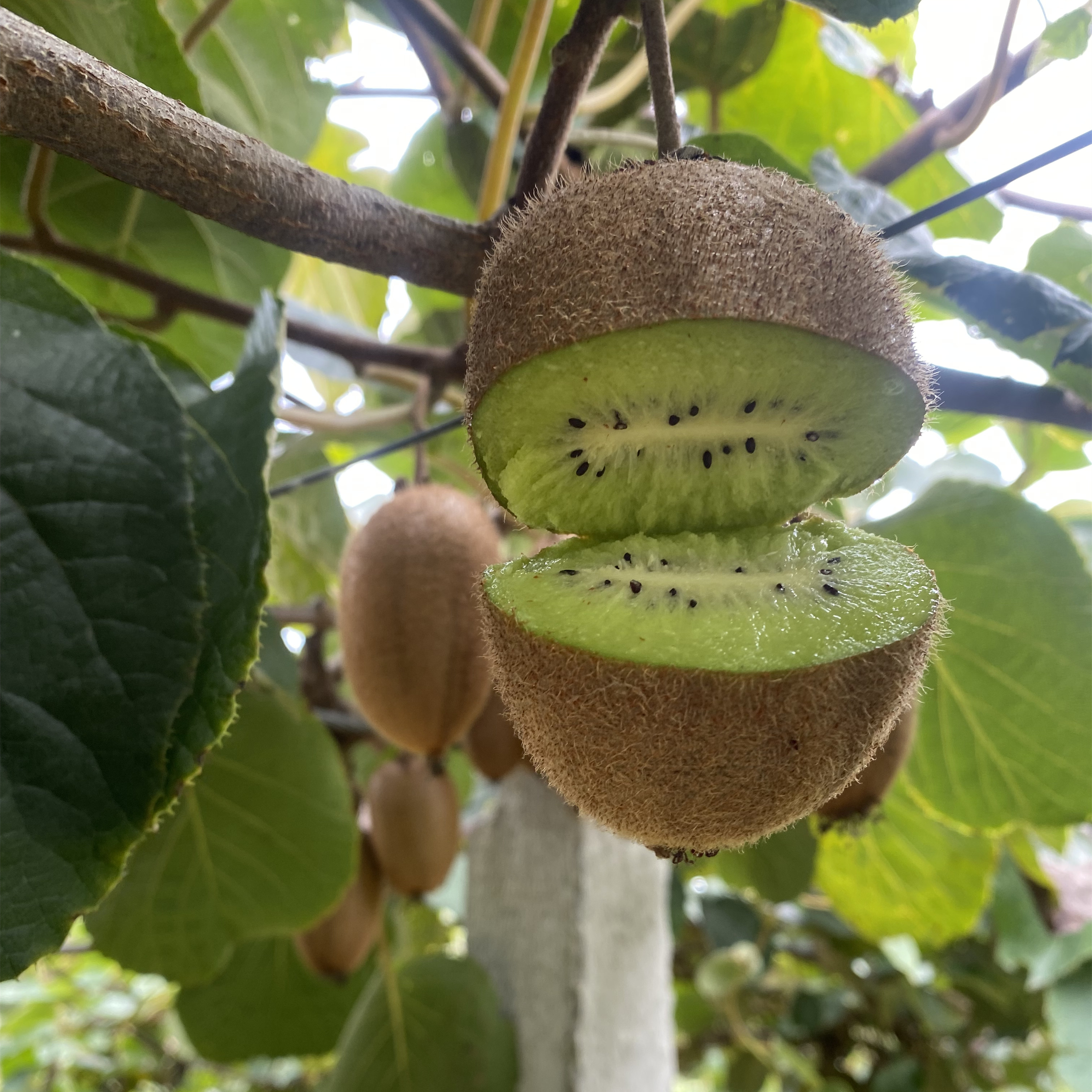 过往不恋的有机极猕猴桃 愿你“弥”补遗憾，日日向好