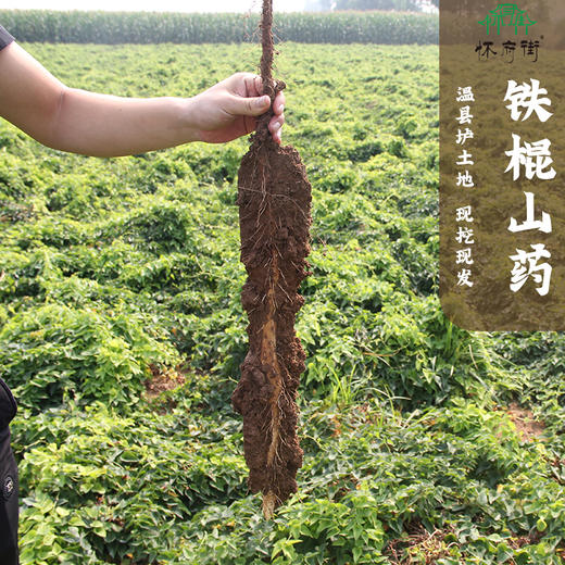 【品牌推荐】温县垆土新鲜铁棍山药 | 香甜面糯 肉质紧密全规格包装2500g/箱 商品图11