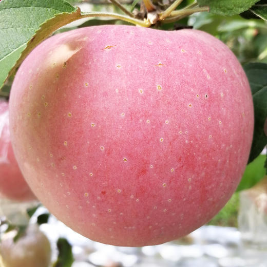 【红富士苹果】一口爆汁咔嚓脆 甜蜜好吃 当季新鲜水果 xsg1 商品图2