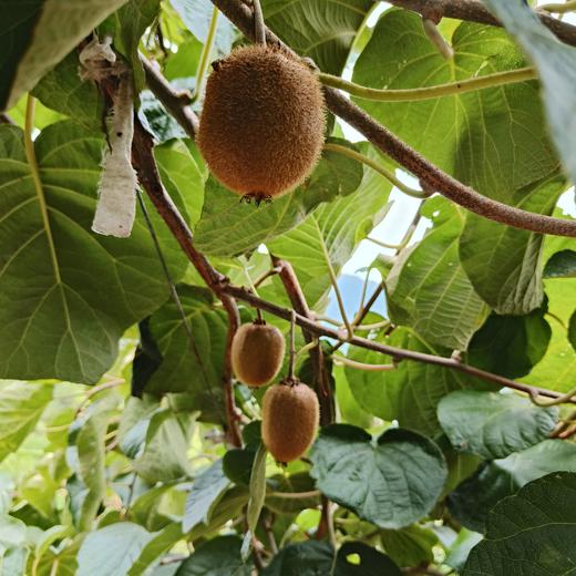 过往不恋的有机极猕猴桃 愿你“弥”补遗憾，日日向好 商品图1