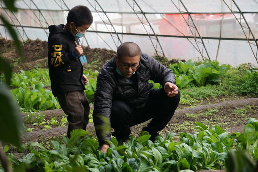 2023年小毛驴大棚菜地认养开始招募啦 商品图5