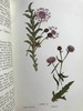 1911年 野外花朵图鉴 96幅彩色与245幅黑白木版画插图 漆布精装大32开 商品缩略图7