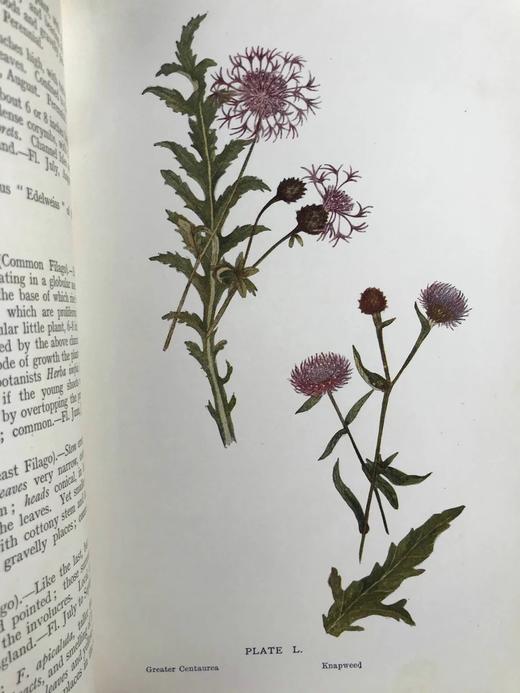 1911年 野外花朵图鉴 96幅彩色与245幅黑白木版画插图 漆布精装大32开 商品图7