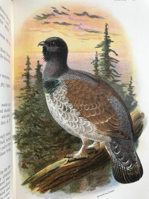 1896年 猎鸟手册（全2卷，真皮脊装） 42幅套色版画与大量黑白文间插图 真皮脊精装32开 商品图11