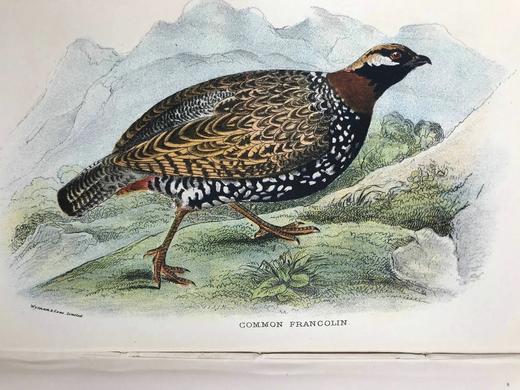 1896年 猎鸟手册（全2卷，真皮脊装） 42幅套色版画与大量黑白文间插图 真皮脊精装32开 商品图6