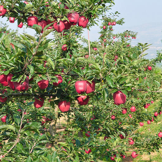 【 甘肃•天水花牛苹果】应季水果 可口好吃 鲜嫩多汁 苹果 蛇果 营养丰富 现摘现发 老少皆宜 商品图3