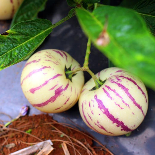 云南石林人参果    水果中的“灌汤包” 清香多汁  皮薄肉厚  水嫩多汁  清甜可口   富含多种微量元素 清甜解渴 商品图2