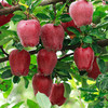 【 甘肃•天水花牛苹果】应季水果 可口好吃 鲜嫩多汁 苹果 蛇果 营养丰富 现摘现发 老少皆宜 商品缩略图4