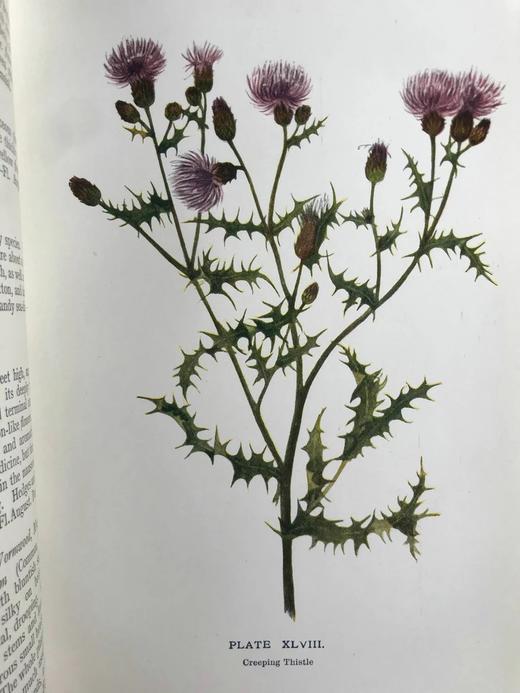 1911年 野外花朵图鉴 96幅彩色与245幅黑白木版画插图 漆布精装大32开 商品图8