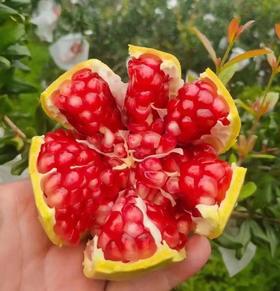 四川【璀璨榴璃】红肉番石榴 礼盒| 水果