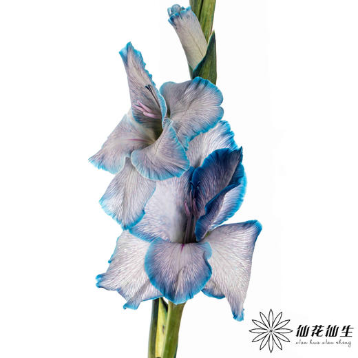 染色剑兰 | 克莱因蓝(上色不一,介意慎拍) 商品图2