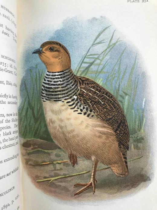 1896年 猎鸟手册（全2卷，真皮脊装） 42幅套色版画与大量黑白文间插图 真皮脊精装32开 商品图5