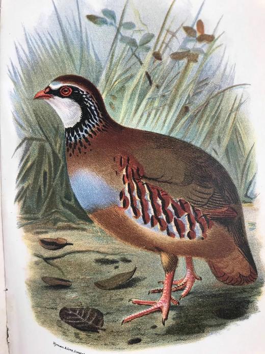 1896年 猎鸟手册（全2卷，真皮脊装） 42幅套色版画与大量黑白文间插图 真皮脊精装32开 商品图7