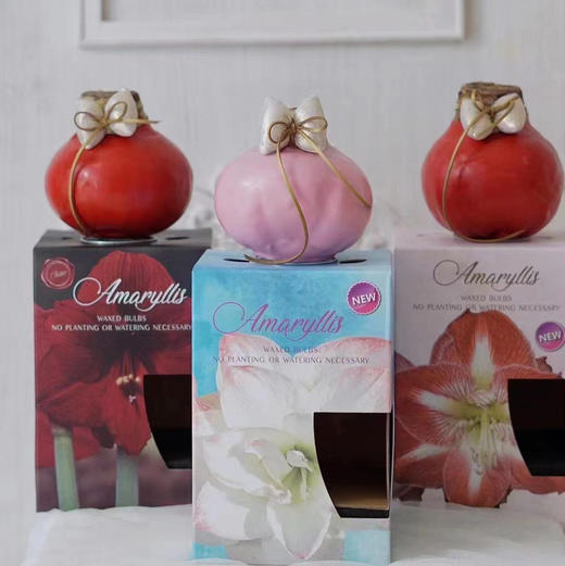 BL进口花-毕加索-1个（荷兰种球朱顶红）（蜡色红色） 商品图1