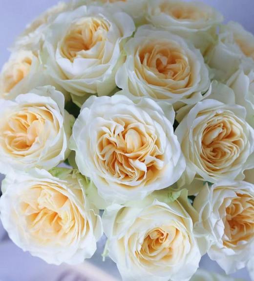 奶油杯玫瑰（10支） 商品图1