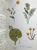 1911年 野外花朵图鉴 96幅彩色与245幅黑白木版画插图 漆布精装大32开 商品缩略图10