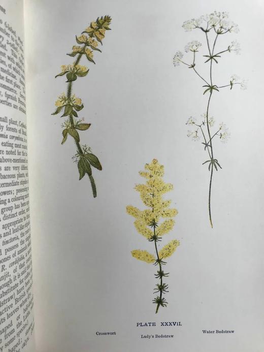 1911年 野外花朵图鉴 96幅彩色与245幅黑白木版画插图 漆布精装大32开 商品图13