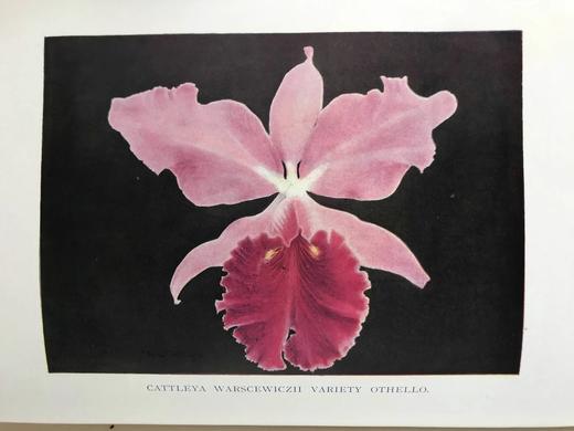 1910年 兰花图鉴  50余幅彩色40余幅黑白插图 漆布精装16开 商品图12