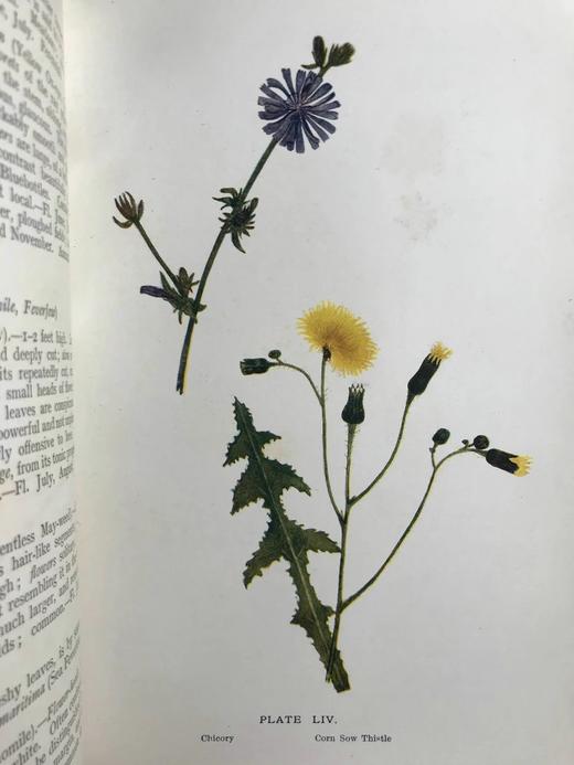 1911年 野外花朵图鉴 96幅彩色与245幅黑白木版画插图 漆布精装大32开 商品图4